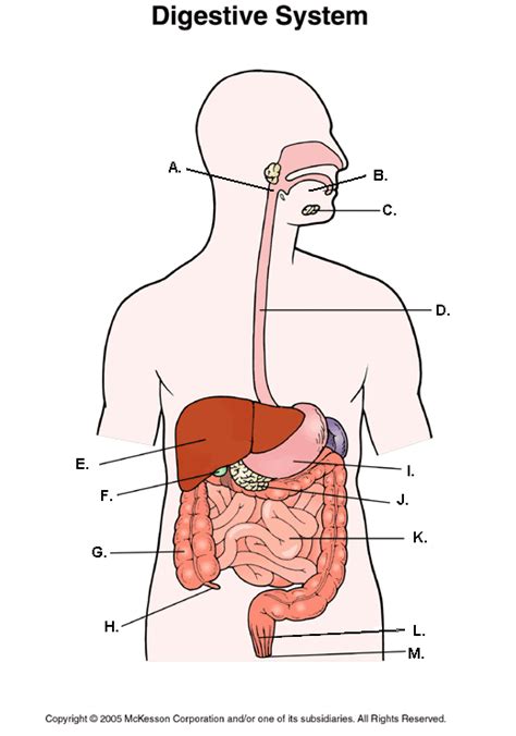 digestive system blank | Diabetes Inc.