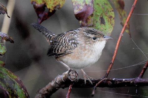 1304 Best Wren Images On Pholder Birding Corridor And Nature Is