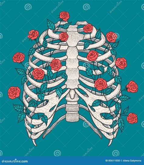 Human Rib Cage Anatomy Vector Illustration 178973670