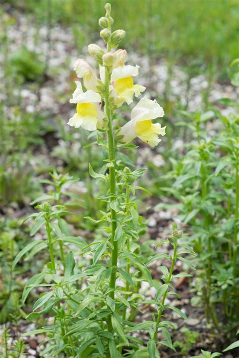 Garten Navi Garten Löwenmaul Antirrhinum majus Gartensorten