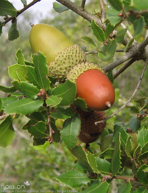 Quercus Coccifera Flora On