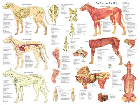 Dog Anatomy Poster Dog Anatomy Cat Anatomy Anatomy