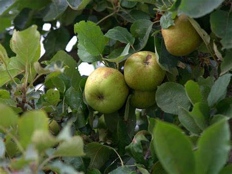 Apfelbaum Apfel Obst Kostenloses Foto Auf Pixabay