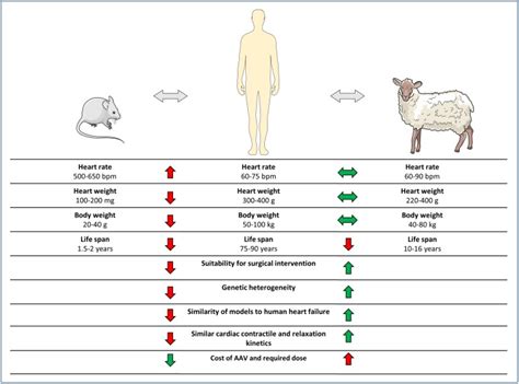 Adeno Associated Virus Gene Therapy Translational Progress And Future