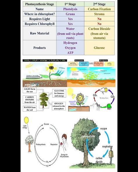 Photosynthesis Stages #geneticteacher