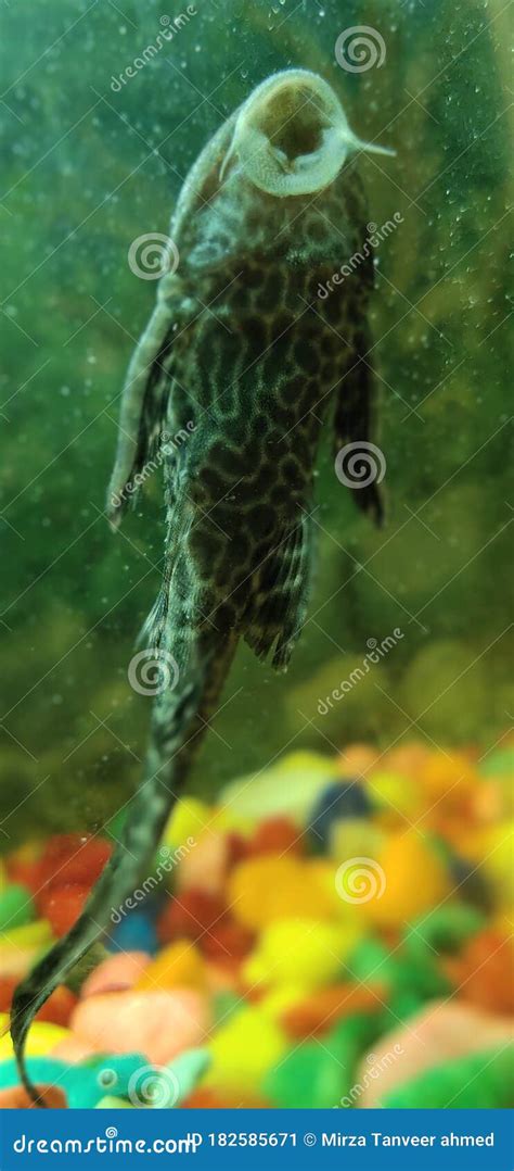 Fish Of The Red Sea, Crocodilefish Stock Photo | CartoonDealer.com ...