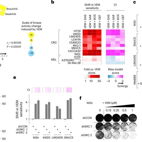 Src Kinase Inhibition Sensitizes Brafv E Crc Cell Lines To