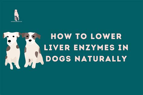 Understanding High Liver Enzymes in Dogs: Causes, Symptoms, and Treatment - Canine Liver Disease ...