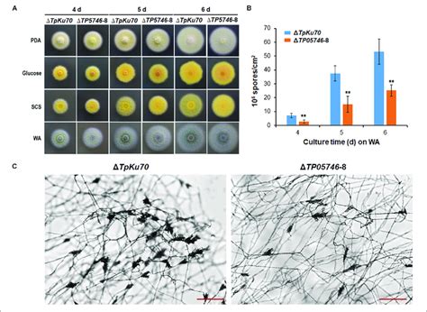 Phenotypic Analyses Of T Pinophilus Mutant Tp And The Parental