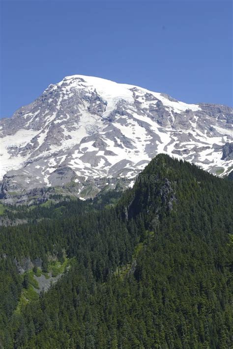 The Volcanic Summit Of Mt Rainier Emerges From Conifer Forest Stock