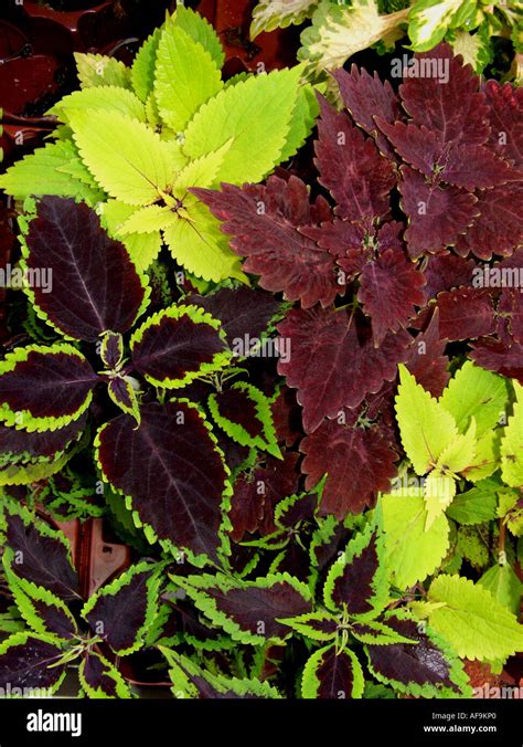 Lortie Peint De Coleus Blumei Coléus Solenostemon Scutellarioides