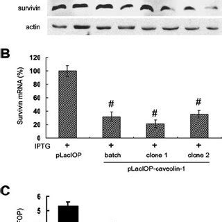 Localization Of Catenin And Caveolin 1 In HT29 ATCC And HT29 US