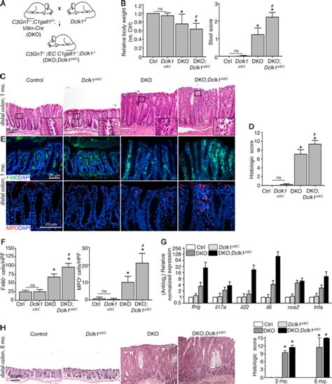 Dclk1 In Tuft Cells Promotes Inflammation Driven Epithelial Restitution