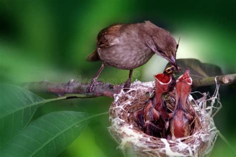 9,872 Feeding Baby Bird Stock Photos - Free & Royalty-Free Stock Photos ...