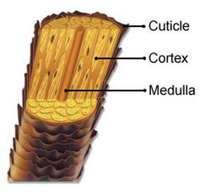 Structure Of The Hair Shaft - Style beyond image