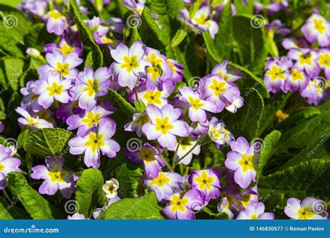 Purple Primrose Flowers In The Garden Stock Image Image Of Primrose