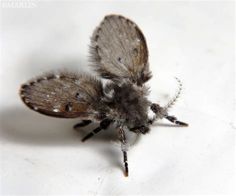 Drain Fly Moth Fly North American Insects And Spiders