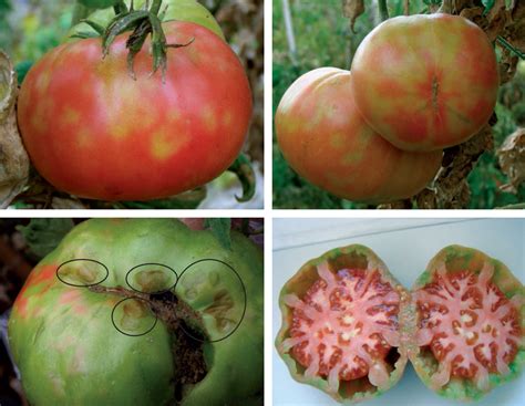 El Virus Del Mosaico Del Tomate Tomato Mosaic Virus Tomv