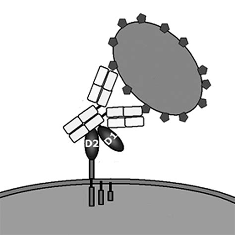 Schematic Representations Of Elements Of Antibody Mediated Immunity