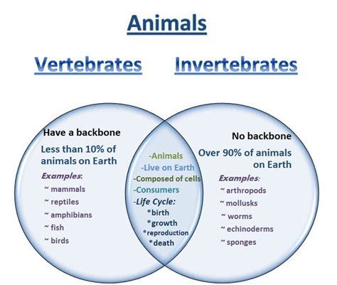 Vertebrate And Invertebrate Lesson Plan