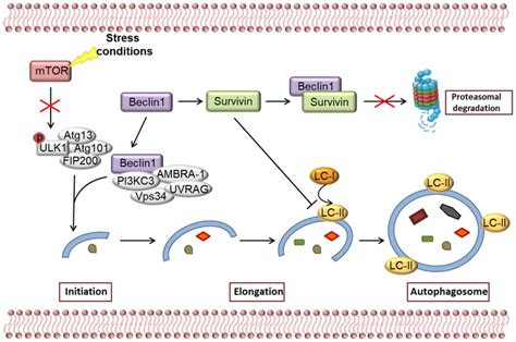 Survivin Overexpression In Head And Neck Squamous Cell Carcinomas As A