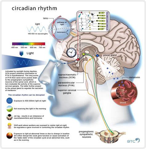 65 Best Health Circadian Rhythm Images In 2019 Mental Health