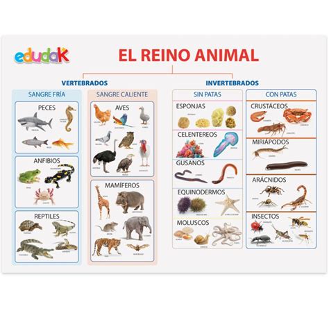 Lámina Didáctica El Reino Animal Edudak