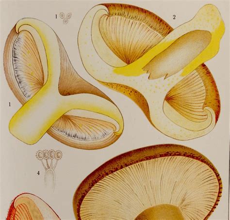 Antique Mushrooms Print 1915 Botany Lithograph In Color 103 Etsy