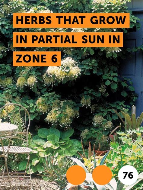 Learn Herbs That Grow In Partial Sun In Zone 6 How To Guides Tips