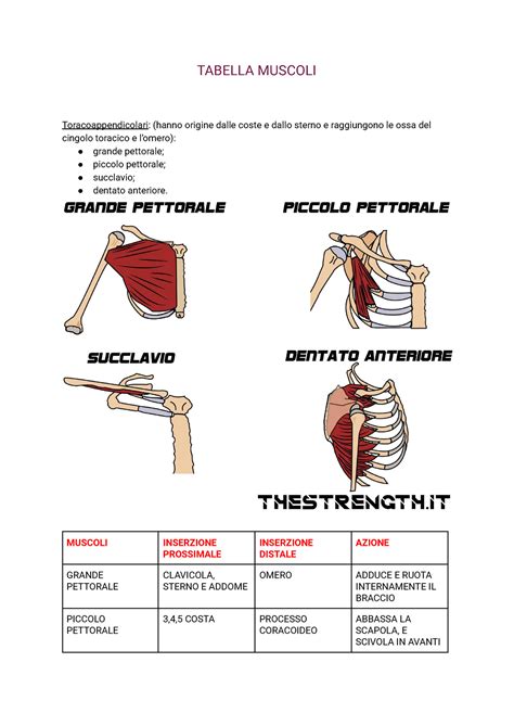 Tabella Muscoli Riassunto Tabella Muscoli Toracoappendicolari Hanno Origine Dalle Coste E