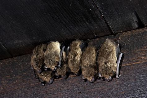 How To Tell If You Have Bats In Your House Or Attic