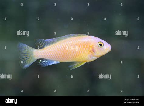 Lemon Yellow Lab Labidochromis Caeruleus In Lake Malawi East Africa