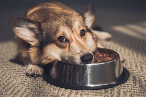 Mi perro no quiere comer Qué le pasa