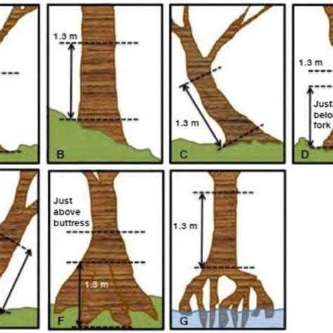 Estimating Diameter At Breast Height Dbh For Irregular Mangrove Trees