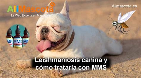 Leishmaniosis Canina Y C Mo Tratarla Con Mms Alimascota Es