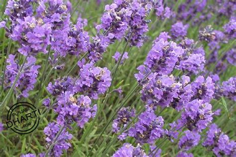 Lavender Flowers | PunjabiDharti.Com