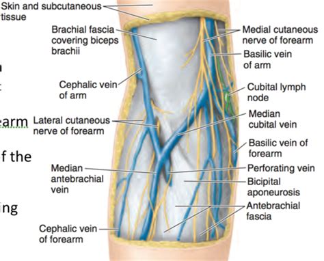 Exam 4 Forearm And Cubital Fossa Flashcards Quizlet