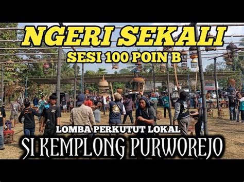 NGERI SEKALI POIN 100 B LOMBA PERKUTUT LOKAL SI KEMPLONG PURWOREJO