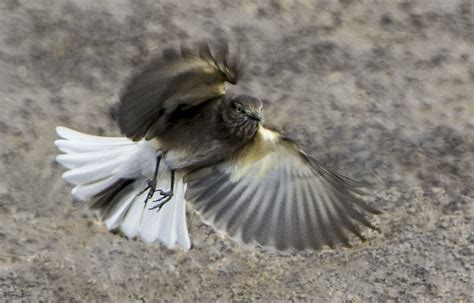 Black Billed Shrike Tyrant Flying Bird Passerine