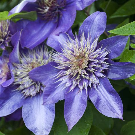 Blue Clematis Flower