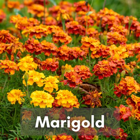 Marigold Gardeners Guild SF Bay Area Full Service Landscaping