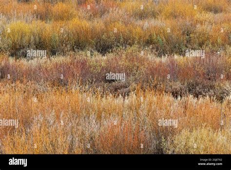 Colorful Autumn Grasses Along Gallatin River Yellowstone National Park