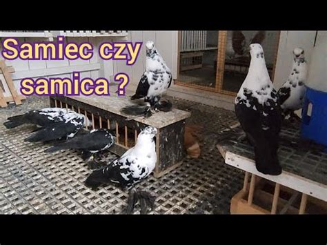 Samiec Czy Samica YouTube