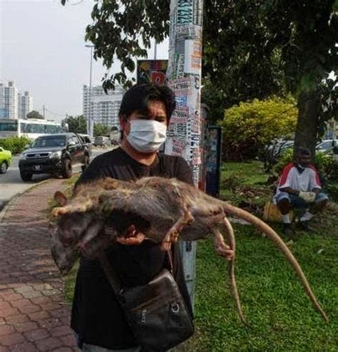 Cerita Hari Ini Tikus Terbesar Di Malaysia Kj Terkejut Besar