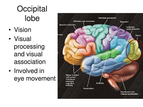 Brain Facts The Adult Human Brain Weighs About 3 Pounds 1300 1400 G