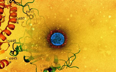 Une Comparaison Bas E Sur Le G Nome Du Recombinant Sars Cov Xbb Et De