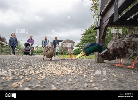 Goose and Gosling feeding at Slimbridge from a low angle Stock Photo - Alamy