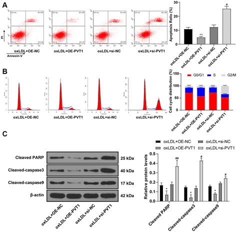 Small Interfering RNA Induced Silencing LncRNA PVT1 Inhibits