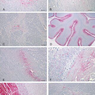 Immunolabeling Of PrP Sc In Selected Brain Structures Of The U S Nor98