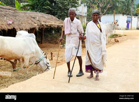 Tribal Old Couple At Nalraigoda Village Andhra Pradesh India Savara